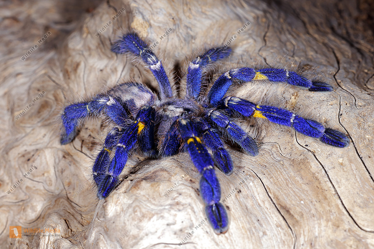 Blaue Ornament Vogelspinne Männchen Bild bestellen Naturbilder bei