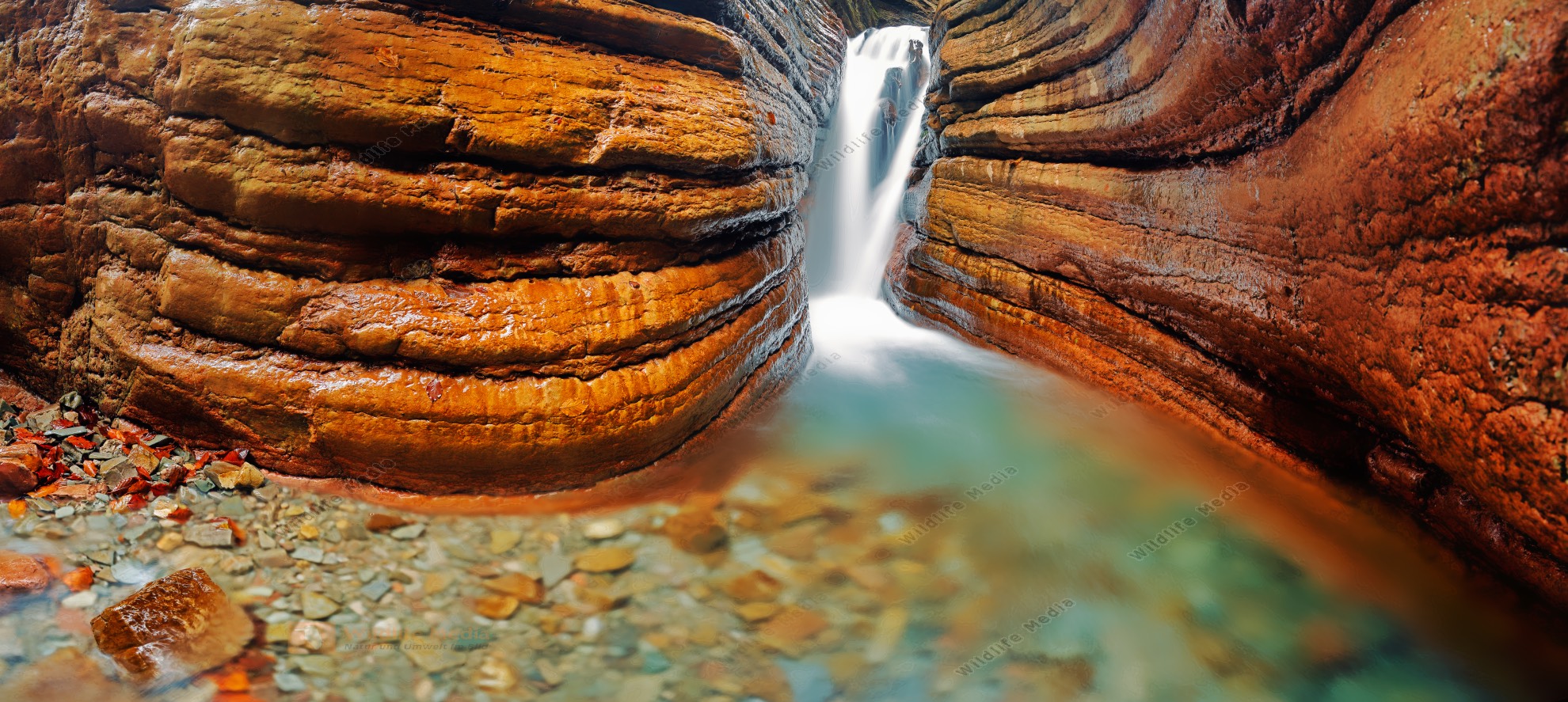 Wildlife Media Bildagentur