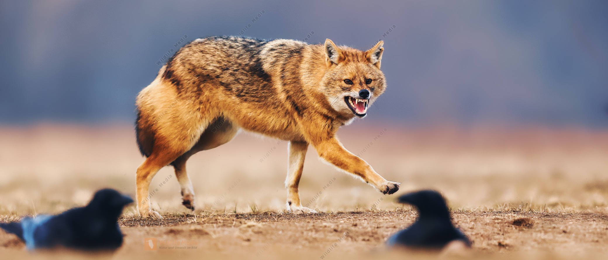 Wildlife Media Bildagentur