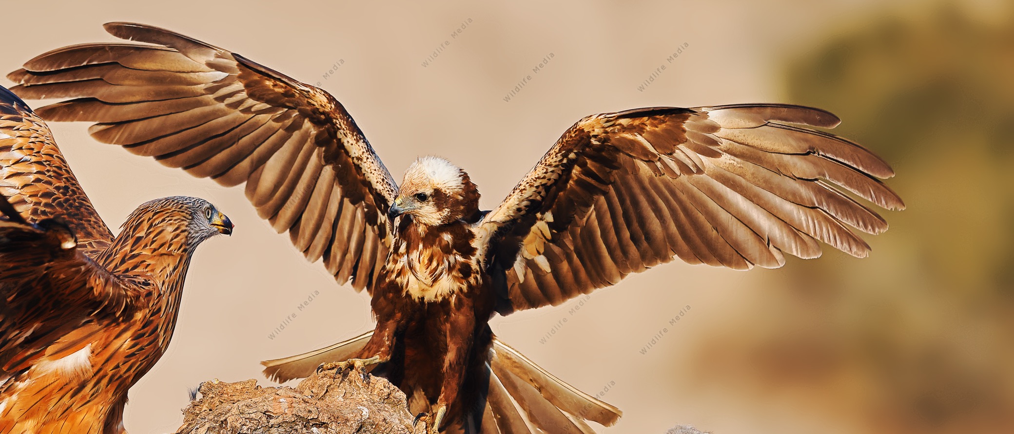 Wildlife Media Bildagentur