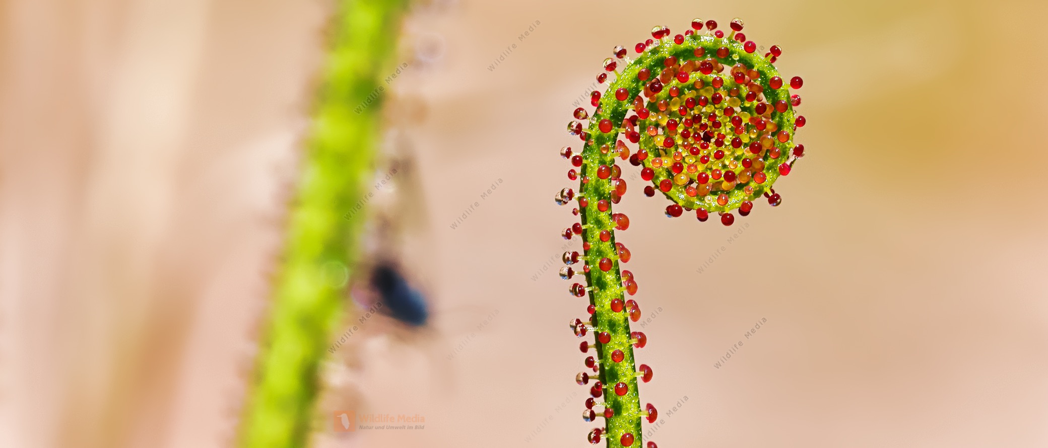 Wildlife Media Bildagentur