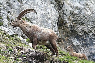 Steinbock