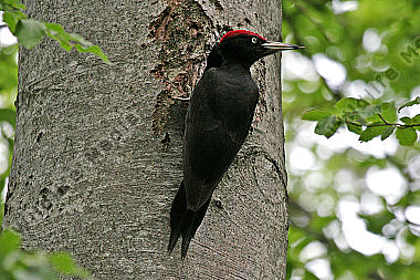 Schwarzspecht