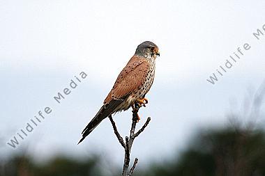 Turmfalke