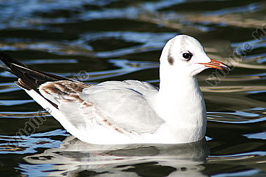 Lachmöwe