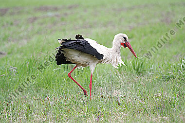 Weißstorch
