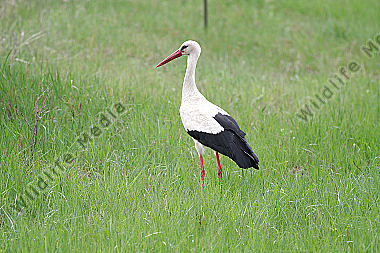 Weißstorch