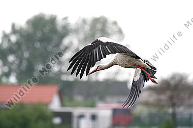 Weißstorch
