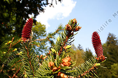 Fichtenblüte