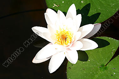 Weiße Seerose