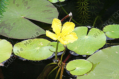 Wasserpflanze