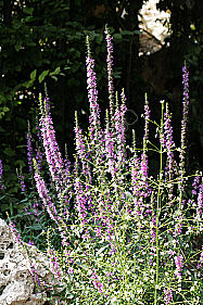 Gewöhnlicher Blutweiderich