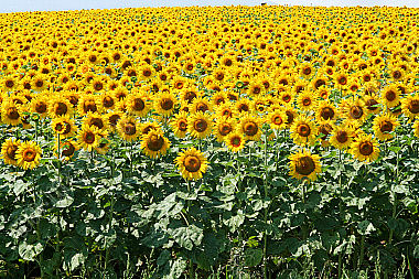 Sonnenblumen