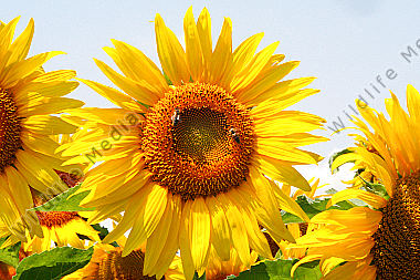 Sonnenblume