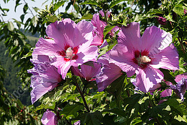 Hibiscus