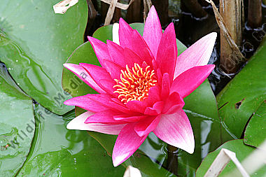 Seerose