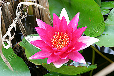 Seerose