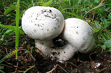 Wiesenchampignon