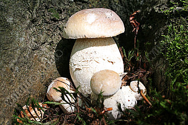 Steinpilz