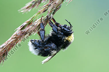 Erdhummel