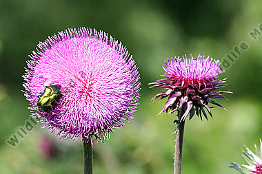 Nickende Distel