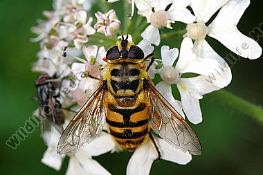 Schwebfliege