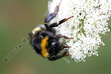 Erdhummel