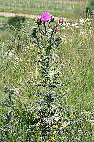 Nickende Distel