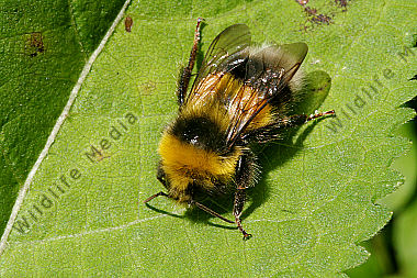 Schmarotzerhummel