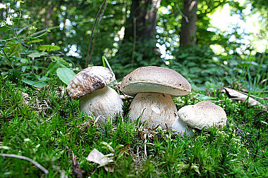 Steinpilz