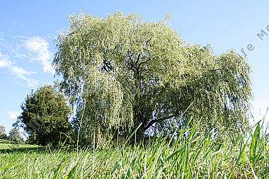 Trauerweide
