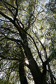 Trauerweide