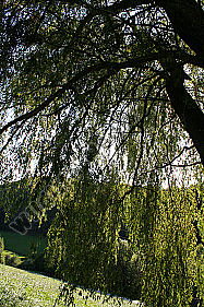 Trauerweide