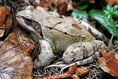 Grasfrosch