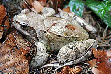 Grasfrosch