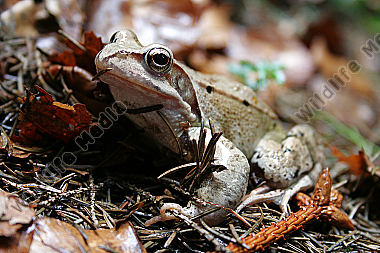 Grasfrosch