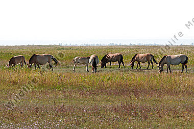 Przewalski Pferde