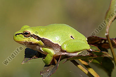 Laubfrosch