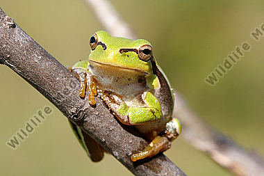 Laubfrosch