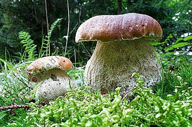 Steinpilz