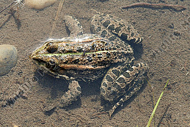 Wasserfrosch