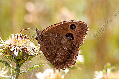 Blauäugiger Waldportier