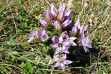 Herbstenzian