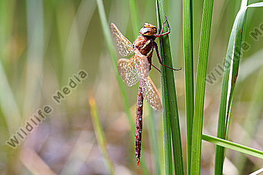 Braune Mosaikjungfer