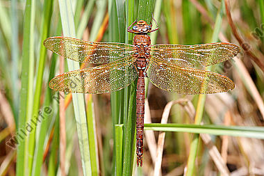 Braune Mosaikjungfer