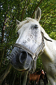 Pferd