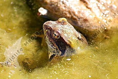 Grasfrosch