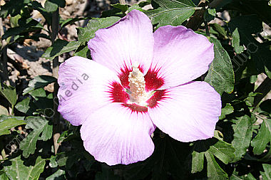 Hibiscus