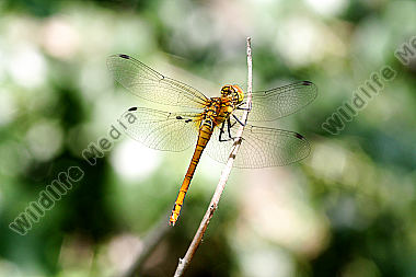 Blutrote Heidelibelle