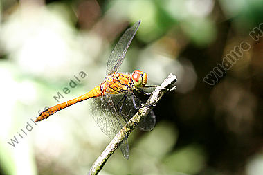 Blutrote Heidelibelle
